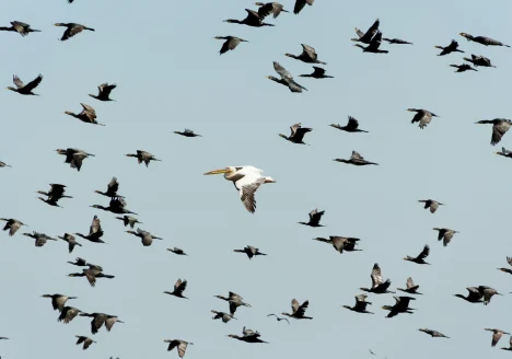Business IT Support | Your Comprehensive Guide to Data Migration